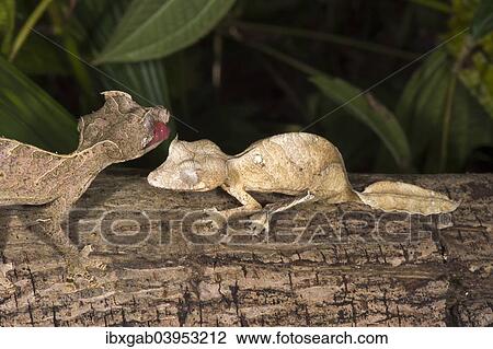 "Fantastic Leaf Tailed Geckos (Uroplatus phantasticus), Madagascar, Africa" View Large Photo Image Stock Image - "Fantastic Leaf Tailed Geckos (Uroplatus phantasticus), Madagascar, Africa". Fotosearch