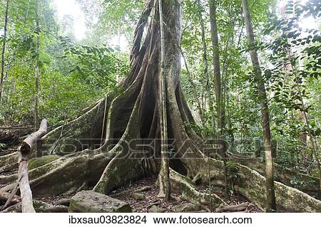 "Far-reaching buttress roots under a canopy, giant tree, jungle, tropical rain forest, Khao Yai National Park, Nakhon Ratchasima Province, Thailand, Asia" View Large Photo Image Picture - "Far-reaching buttress roots under a canopy, giant tree, jungle, tropical rain forest, Khao Yai National Park, Nakhon Ratchasima Province, Thailand, Asia". Fotosearch