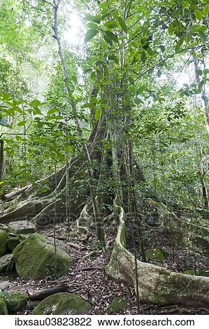"Far-reaching buttress roots under a canopy, giant tree, jungle, tropical rain forest, Khao Yai National Park, Nakhon Ratchasima Province, Thailand, Asia" View Large Photo Image Stock Image - "Far-reaching buttress roots under a canopy, giant tree, jungle, tropical rain forest, Khao Yai National Park, Nakhon Ratchasima Province, Thailand, Asia". Fotosearch