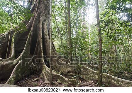 "Far-reaching buttress roots under a canopy, giant tree, jungle, tropical rain forest, Khao Yai National Park, Nakhon Ratchasima Province, Thailand, Asia" View Large Photo Image Stock Photo - "Far-reaching buttress roots under a canopy, giant tree, jungle, tropical rain forest, Khao Yai National Park, Nakhon Ratchasima Province, Thailand, Asia". Fotosearch