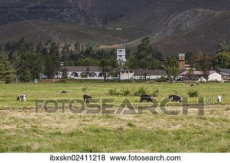 "Farm of La Collpa, Cajamarca, Peru, South America" View Large Photo Image Stock Photo - "Farm of La Collpa, Cajamarca, Peru, South America". Fotosearch
