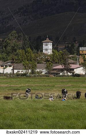 "Farm of La Collpa, Cajamarca, Peru, South America" View Large Photo Image Stock Photo - "Farm of La Collpa, Cajamarca, Peru, South America". Fotosearch