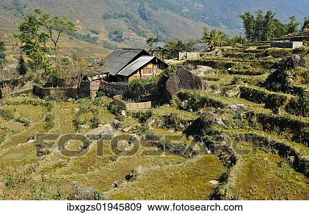 "Farm, rice farmers, rice terraces, dry rice paddies near Sapa or Sa Pa, Lao Cai province, northern Vietnam, Vietnam, Southeast Asia, Asia" View Large Photo Image Stock Photo - "Farm, rice farmers, rice terraces, dry rice paddies near Sapa or Sa Pa, Lao Cai province, northern Vietnam, Vietnam, Southeast Asia, Asia". Fotosearch