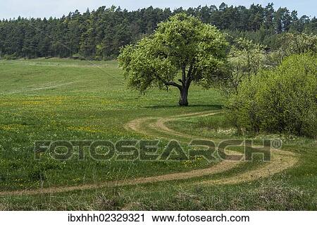 "Farm road near Hohenfelden, Thuringia, Germany, Europe" View Large Photo Image Stock Image - "Farm road near Hohenfelden, Thuringia, Germany, Europe". Fotosearch