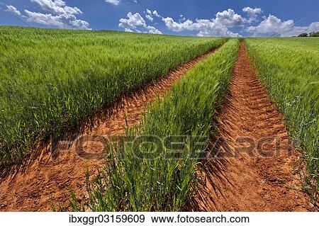 Stock Photo - "Farm track, St. Boswells, Scottish Borders, Scotland, United Kingdom, Europe". Fotosearch
