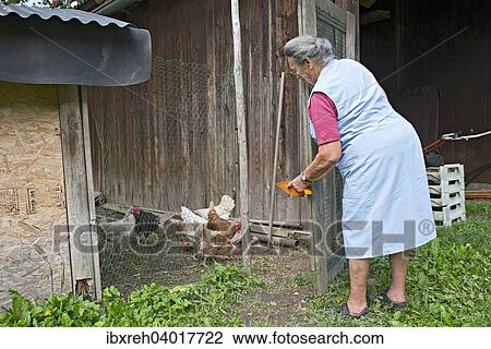 "Farmer working on the farm, feeding chickens, Kreutner family farm, Schwaz District, Tyrol, Austria Family" View Large Photo Image Stock Image - "Farmer working on the farm, feeding chickens, Kreutner family farm, Schwaz District, Tyrol, Austria Family". Fotosearch