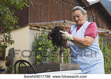 "Farmer working on the farm, removing stalks from black elderberries, Kreutner family farm, Schwaz District, Tyrol, Austria Family" View Large Photo Image Stock Photograph - "Farmer working on the farm, removing stalks from black elderberries, Kreutner family farm, Schwaz District, Tyrol, Austria Family". Fotosearch