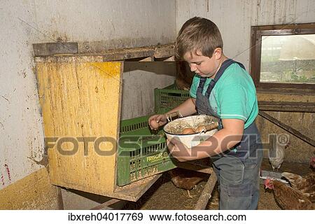 "Farmer's son collecting chicken eggs, Sprenger family farm, Schwaz District Family, Tyrol, Austria, Europe" View Large Photo Image Stock Photo - "Farmer's son collecting chicken eggs, Sprenger family farm, Schwaz District Family, Tyrol, Austria, Europe". Fotosearch