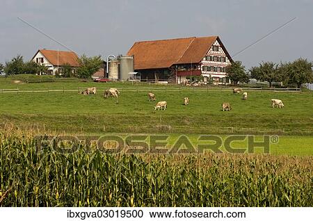 Stock Image - "Farmhouse with cows grazing on a pasture in the Central Plateau or Plateau Suisse, Canton of Zurich, Switzerland, Europe". Fotosearch