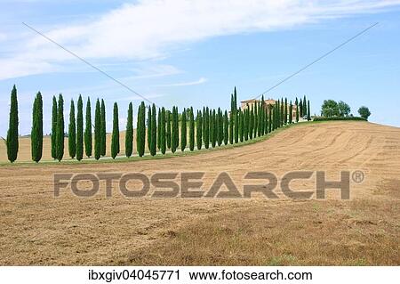"Farmhouse with cypress trees in the Val d'Orcia, Province of Siena, Tuscany, Italy, Europe" View Large Photo Image Stock Image - "Farmhouse with cypress trees in the Val d'Orcia, Province of Siena, Tuscany, Italy, Europe". Fotosearch