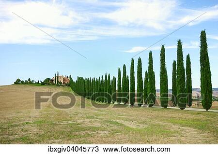 "Farmhouse with cypress trees in the Val d'Orcia, Province of Siena, Tuscany, Italy, Europe" View Large Photo Image Stock Image - "Farmhouse with cypress trees in the Val d'Orcia, Province of Siena, Tuscany, Italy, Europe". Fotosearch