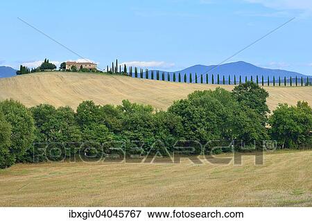 "Farmhouse with cypress trees in the Val d'Orcia, Province of Siena, Tuscany, Italy, Europe" View Large Photo Image Stock Photo - "Farmhouse with cypress trees in the Val d'Orcia, Province of Siena, Tuscany, Italy, Europe". Fotosearch
