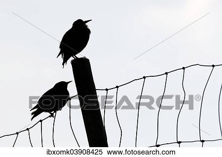 "Faroe Starlings (Sturnus vulgaris faroensis) perched a fence, Suouroy, Faroe Islands, Denmark, Europe" View Large Photo Image Stock Photography - "Faroe Starlings (Sturnus vulgaris faroensis) perched a fence, Suouroy, Faroe Islands, Denmark, Europe". Fotosearch