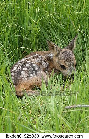 "Fawn (Capreolus capreolus), Allgaeu region, Bavaria, Germany, Europe" View Large Photo Image Stock Image - "Fawn (Capreolus capreolus), Allgaeu region, Bavaria, Germany, Europe". Fotosearch