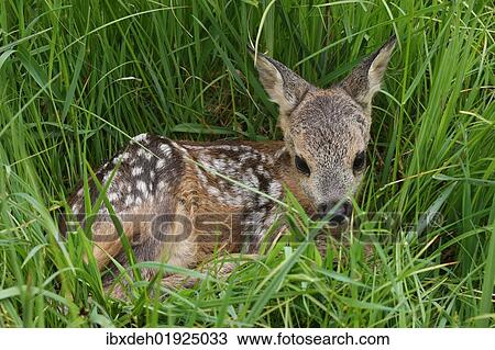 "Fawn (Capreolus capreolus), Allgaeu region, Bavaria, Germany, Europe" View Large Photo Image Stock Image - "Fawn (Capreolus capreolus), Allgaeu region, Bavaria, Germany, Europe". Fotosearch