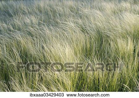 "Feather grass, Needle grass, or Spear grass (Stipa sp. ), Crimea, Ukraine, Europe" View Large Photo Image Stock Image - "Feather grass, Needle grass, or Spear grass (Stipa sp. ), Crimea, Ukraine, Europe". Fotosearch