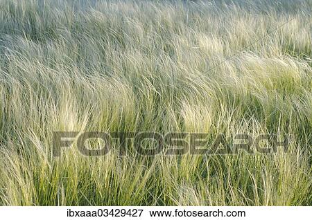 Stock Photo - "Feather grass or spear grass (Stipa sp. ), Crimea, Ukraine, Europe". Fotosearch