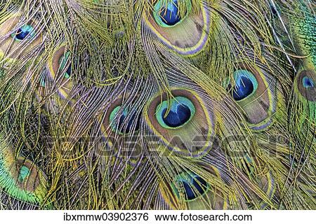 Feathers of a Peacock (Pavo) View Large Photo Image Stock Photograph - Feathers of a Peacock (Pavo). Fotosearch