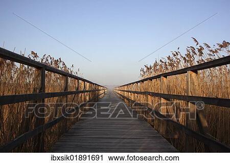 "Federseesteg jetty leading through a reed belt, lake Federsee, Biberach, Upper Swabia, Baden-Wuerttemberg, Germany, Europe" View Large Photo Image Stock Image - "Federseesteg jetty leading through a reed belt, lake Federsee, Biberach, Upper Swabia, Baden-Wuerttemberg, Germany, Europe". Fotosearch
