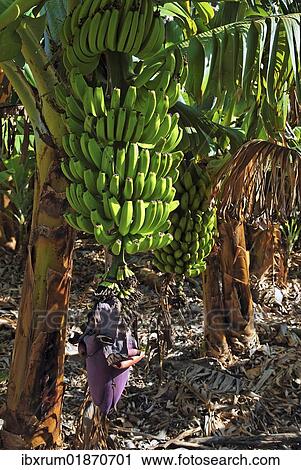 "Fei banana (Musa troglodytarum), banana tree in the Valle de Gran Rey Valley, La Gomera, Canary Islands, Spain, Europe" View Large Photo Image Stock Image - "Fei banana (Musa troglodytarum), banana tree in the Valle de Gran Rey Valley, La Gomera, Canary Islands, Spain, Europe". Fotosearch
