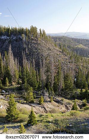 "Felled pine trees after a storm, Brian Head, Utah, USA" View Large Photo Image Stock Image - "Felled pine trees after a storm, Brian Head, Utah, USA". Fotosearch