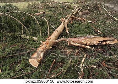 "Felled spruce (Picea), Bavaria, Germany, Europe" View Large Photo Image Stock Photograph - "Felled spruce (Picea), Bavaria, Germany, Europe". Fotosearch