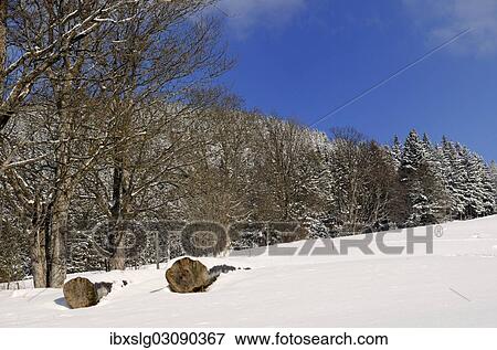 "Felled trees, sycamore maple trees (Acer plantanoides) on a snow-covered meadow, Leitzachtal, bei Elbach, Upper Bavaria, Bavaria, Germany, Europe" View Large Photo Image Stock Photo - "Felled trees, sycamore maple trees (Acer plantanoides) on a snow-covered meadow, Leitzachtal, bei Elbach, Upper Bavaria, Bavaria, Germany, Europe". Fotosearch