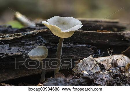 "Felt Saddle (Helvella macropus), Monchbruch forest, Russelsheim, Hesse, Germany, Europe" View Large Photo Image Stock Photo - "Felt Saddle (Helvella macropus), Monchbruch forest, Russelsheim, Hesse, Germany, Europe". Fotosearch