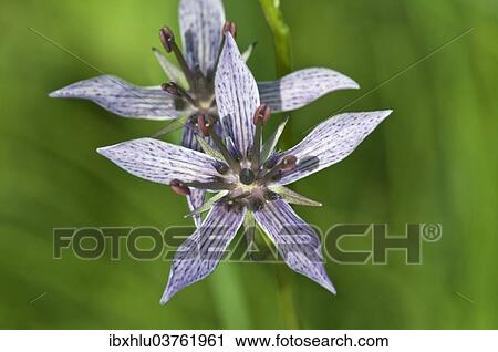 "Felwort (Swertia perennis), Vorarlberg, Austria, Europe" View Large Photo Image Stock Image - "Felwort (Swertia perennis), Vorarlberg, Austria, Europe". Fotosearch