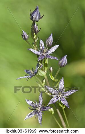 Stock Photo - "Felwort (Swertia perennis), Vorarlberg, Austria, Europe". Fotosearch