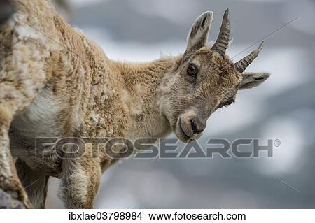"Female Alpine Ibex (Capra ibex), Graubunden, Switzerland, Europe" View Large Photo Image Picture - "Female Alpine Ibex (Capra ibex), Graubunden, Switzerland, Europe". Fotosearch