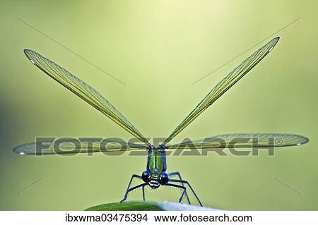 Picture - "Female Banded Demoiselle (Calopteryx splendens), North Hesse, Hesse, Germany, Europe". Fotosearch