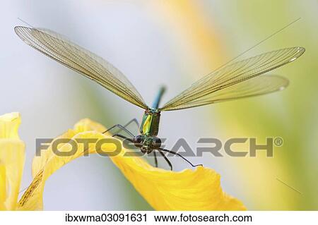 "Female Banded Demoiselle (Calopteryx splendens) on an iris, North Hesse, Hesse, Germany, Europe" View Large Photo Image Stock Image - "Female Banded Demoiselle (Calopteryx splendens) on an iris, North Hesse, Hesse, Germany, Europe". Fotosearch