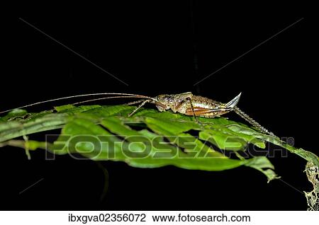 "Female Bush-cricket (Tettigoniidae spec. ) with an ovipositor, Tiputini rainforest, Yasuni National Park, Ecuador, South America" View Large Photo Image Stock Image - "Female Bush-cricket (Tettigoniidae spec. ) with an ovipositor, Tiputini rainforest, Yasuni National Park, Ecuador, South America". Fotosearch