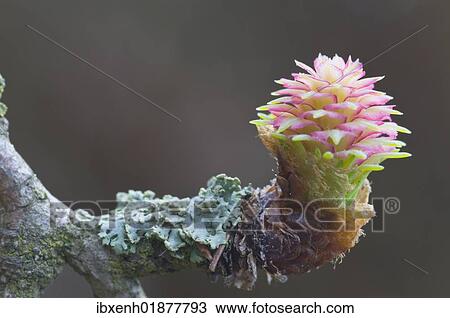 Stock Image - Female flower of the Larch (Larix decidua). Fotosearch