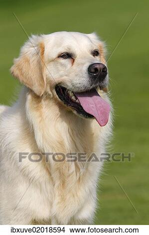 "Female Golden Retriever (Canis lupus familiaris), two-year old dog, portrait" View Large Photo Image Picture - "Female Golden Retriever (Canis lupus familiaris), two-year old dog, portrait". Fotosearch