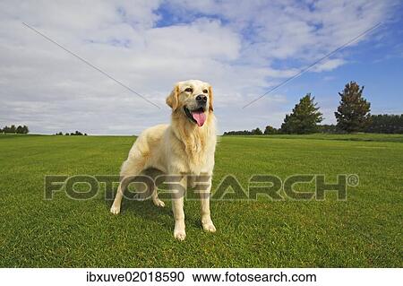 "Female Golden Retriever (Canis lupus familiaris), two-year old dog" View Large Photo Image Stock Image - "Female Golden Retriever (Canis lupus familiaris), two-year old dog". Fotosearch