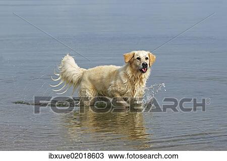"Female Golden Retriever (Canis lupus familiaris), two-year old dog walking in water" View Large Photo Image Stock Image - "Female Golden Retriever (Canis lupus familiaris), two-year old dog walking in water". Fotosearch