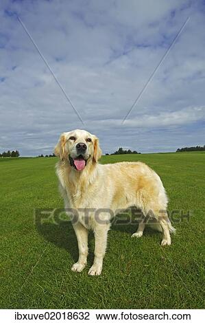 "Female Golden Retriever (Canis lupus familiaris), two-year old dog" View Large Photo Image Stock Image - "Female Golden Retriever (Canis lupus familiaris), two-year old dog". Fotosearch