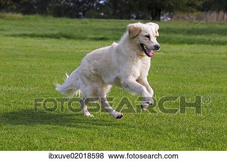 "Female Golden Retriever (Canis lupus familiaris), two-year old dog, running" View Large Photo Image Stock Photo - "Female Golden Retriever (Canis lupus familiaris), two-year old dog, running". Fotosearch