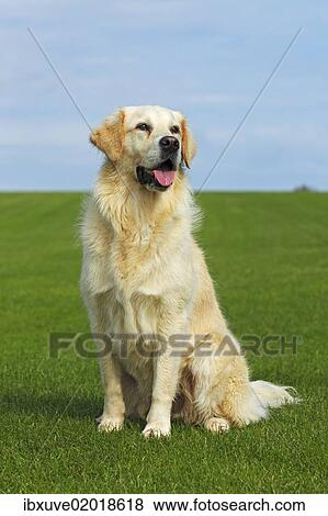 "Female Golden Retriever (Canis lupus familiaris), two-year old dog" View Large Photo Image Stock Photo - "Female Golden Retriever (Canis lupus familiaris), two-year old dog". Fotosearch