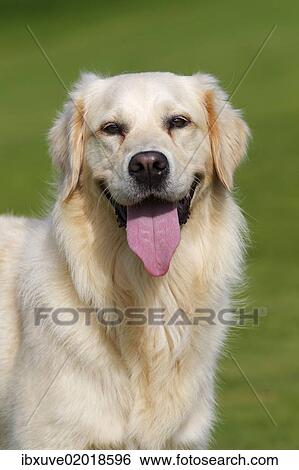 "Female Golden Retriever (Canis lupus familiaris), two-year old dog, portrait" View Large Photo Image Stock Photograph - "Female Golden Retriever (Canis lupus familiaris), two-year old dog, portrait". Fotosearch