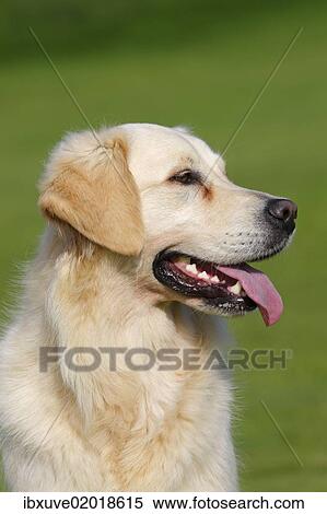"Female Golden Retriever (Canis lupus familiaris), two-year old dog, portrait" View Large Photo Image Stock Photography - "Female Golden Retriever (Canis lupus familiaris), two-year old dog, portrait". Fotosearch