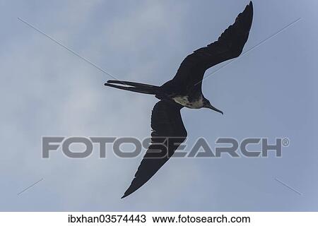 "Female Great Frigatebird (Fregata minor) in flight, Isla Genovesa, Galapagos Islands" View Large Photo Image Stock Image - "Female Great Frigatebird (Fregata minor) in flight, Isla Genovesa, Galapagos Islands". Fotosearch