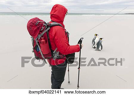 "Female hiker and King Penguins (Aptenodytes patagonicus), Volunteer Point, East Falkland Islands, Falkland Islands, South America" View Large Photo Image Stock Image - "Female hiker and King Penguins (Aptenodytes patagonicus), Volunteer Point, East Falkland Islands, Falkland Islands, South America". Fotosearch