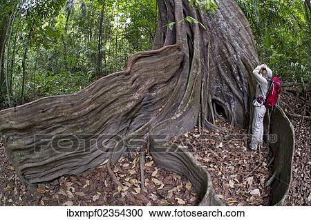 "Female hiker at the buttress roots of a Strangler fig or Banyan Fig (Ficus subgenus Urostigma), Sirena, Corcovado National Park, Province of Puntarenas, Costa Rica, Central America, North America" View Large Photo Image Stock Image - "Female hiker at the buttress roots of a Strangler fig or Banyan Fig (Ficus subgenus Urostigma), Sirena, Corcovado National Park, Province of Puntarenas, Costa Rica, Central America, North America". Fotosearch