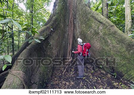 "Female hiker standing next to a great kapok tree (Ceiba pentandra), Laguna del Lagarto Lodge, Alajuela, Costa Rica, Central America, North America" View Large Photo Image Stock Image - "Female hiker standing next to a great kapok tree (Ceiba pentandra), Laguna del Lagarto Lodge, Alajuela, Costa Rica, Central America, North America". Fotosearch