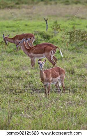 Stock Image - "Female Impalas (Aepyceros melampus), one checking the wind, Lake Nakuru National Park, Kenya, East Africa, Africa, PublicGround, Africa". Fotosearch