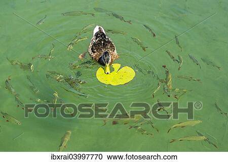 "Female mallard duck (Anas platyrhynchos) feeding on the leaf of a White Water Lily (Nymphaea alba), with Common Roaches (Rutilus rutilus) and Common Rudds (Scardinius erythrophthalmus) beolw, Lake Seeon, Seeon, Upper Bavaria, Bavaria, Germany, Europe" View Large Photo Image Stock Image - "Female mallard duck (Anas platyrhynchos) feeding on the leaf of a White Water Lily (Nymphaea alba), with Common Roaches (Rutilus rutilus) and Common Rudds (Scardinius erythrophthalmus) beolw, Lake Seeon, Seeon, Upper Bavaria, Bavaria, Germany, Europe". Fotosearch