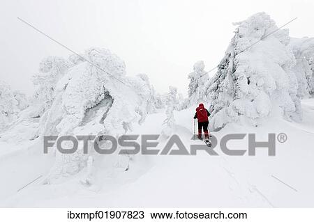 "Female snowshoe walker walking among oddly-shaped icy Norway spruces (Picea abies) on Brocken mountain, 1142m, Harz Mountains, Saxony-Anhalt, Germany, Europe" View Large Photo Image Stock Image - "Female snowshoe walker walking among oddly-shaped icy Norway spruces (Picea abies) on Brocken mountain, 1142m, Harz Mountains, Saxony-Anhalt, Germany, Europe". Fotosearch